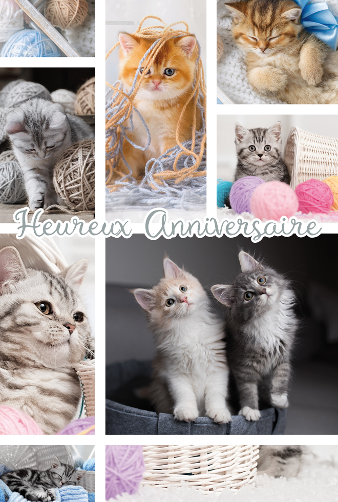 ANNIV CHATONS dorure